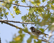 Rose breasted Grosbeak 2907